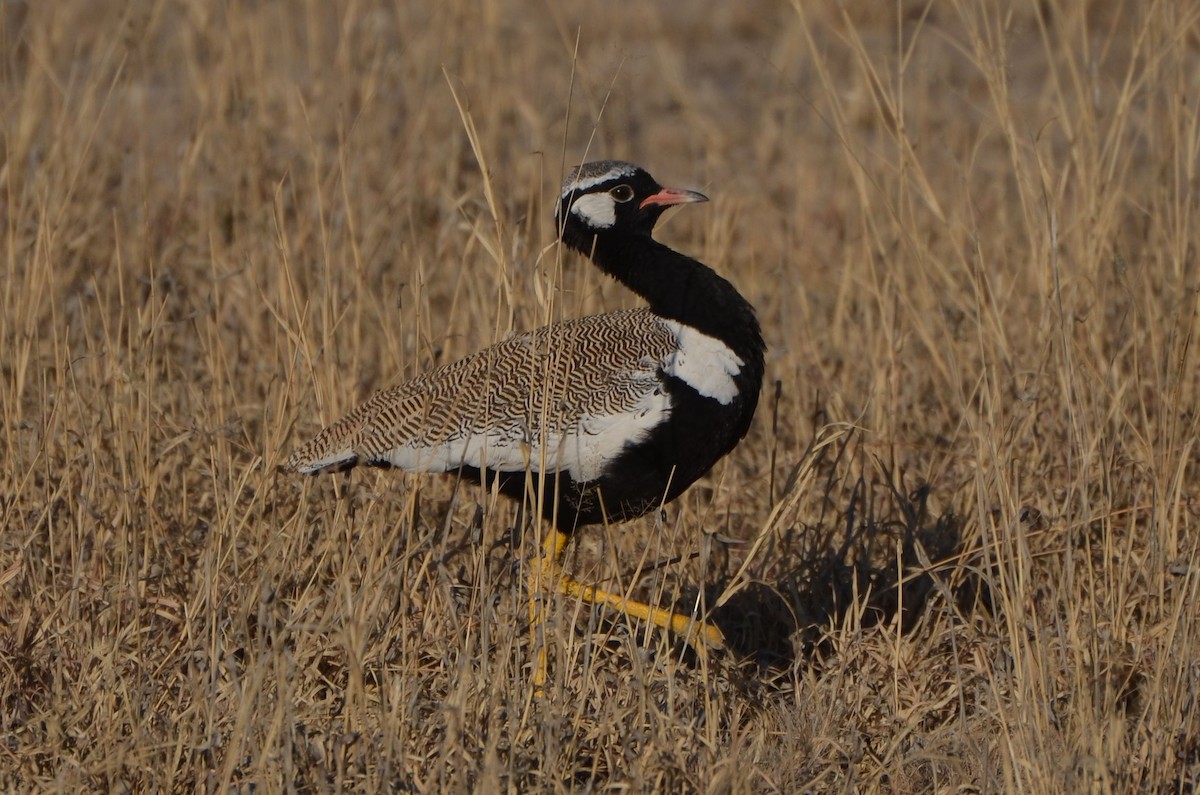 Белокрылый корхан - ML651845338