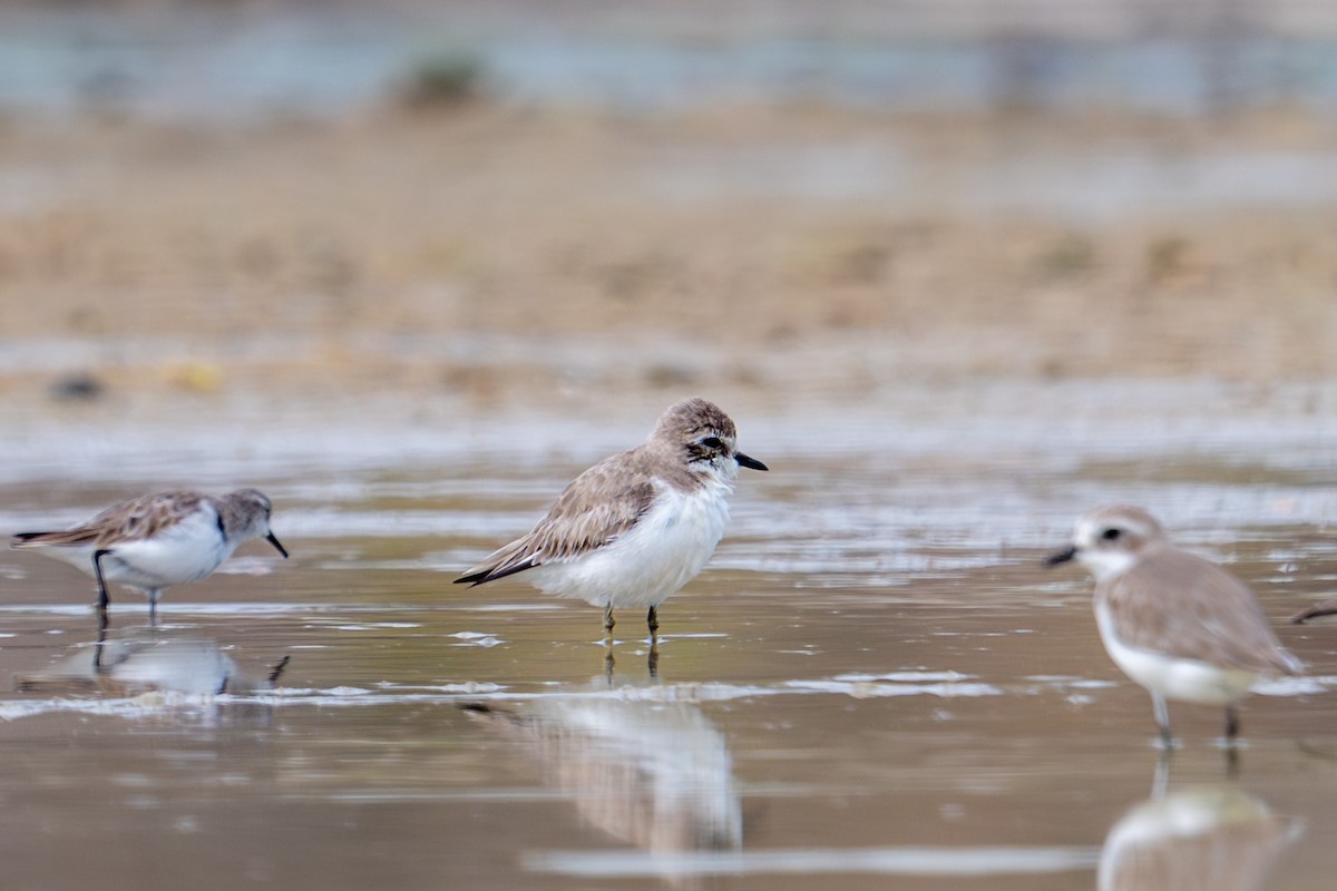 sand-plover sp. - ML651845618