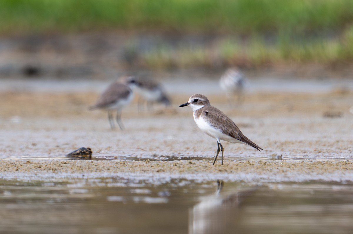 sand-plover sp. - ML651845627