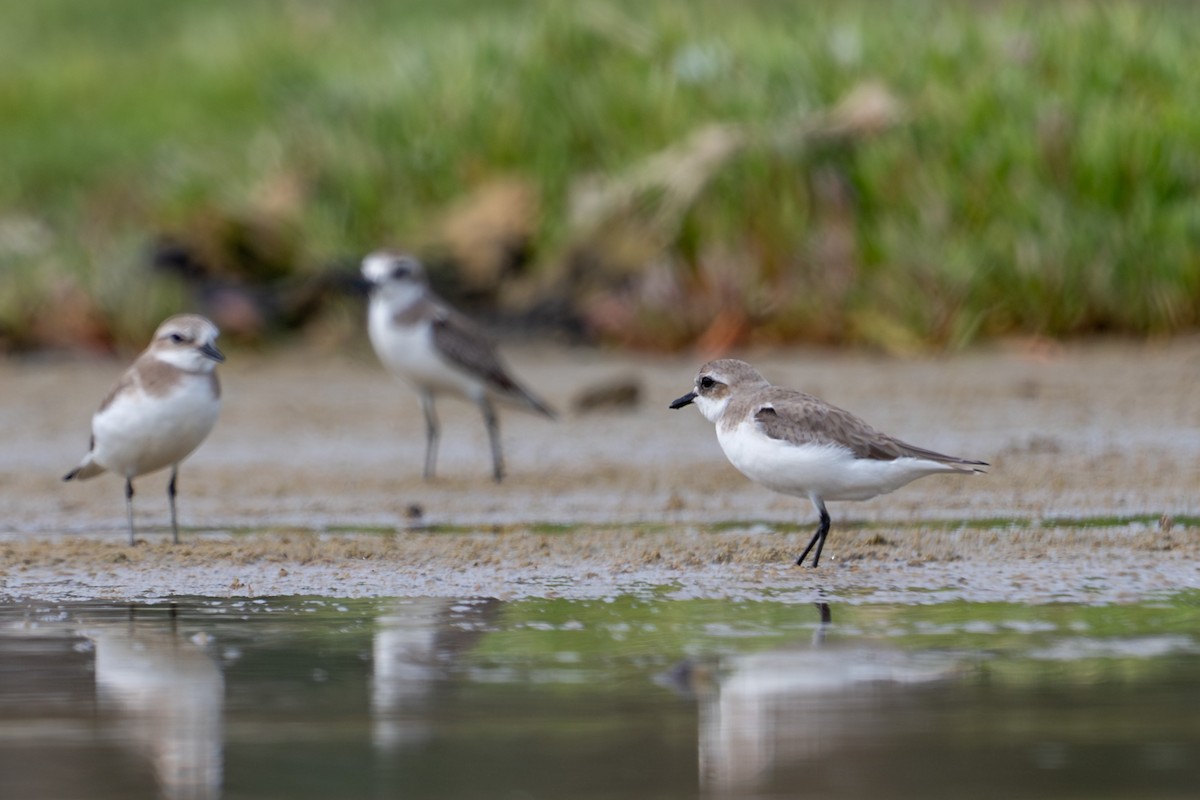 sand-plover sp. - ML651845628