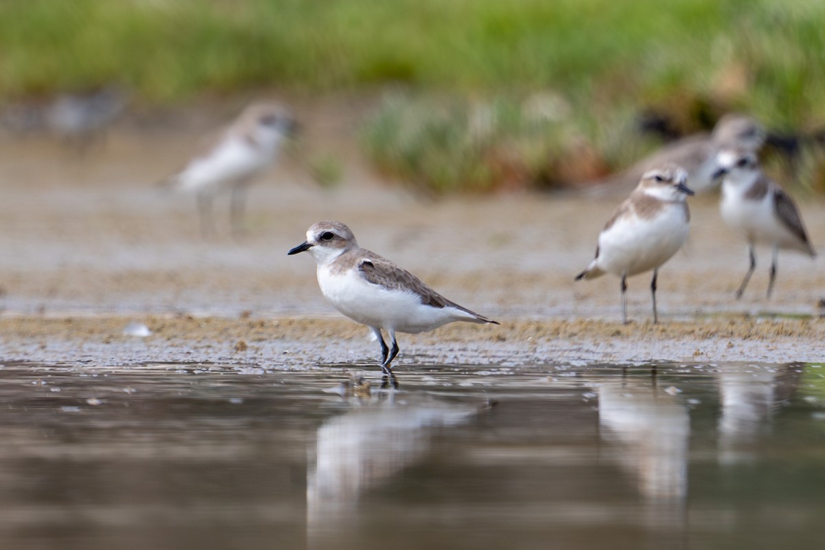 sand-plover sp. - ML651845629