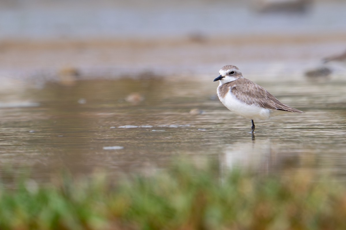sand-plover sp. - ML651845631