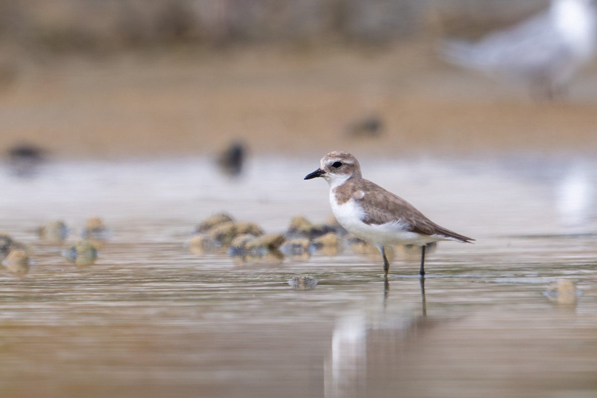 sand-plover sp. - ML651845632