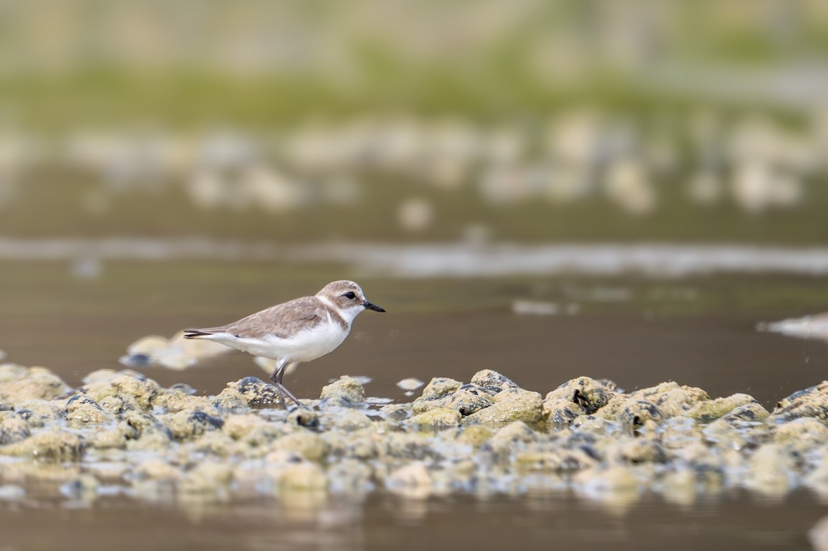 sand-plover sp. - ML651845646