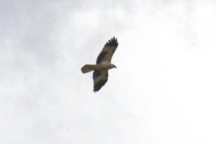 Whistling Kite - ML651845903