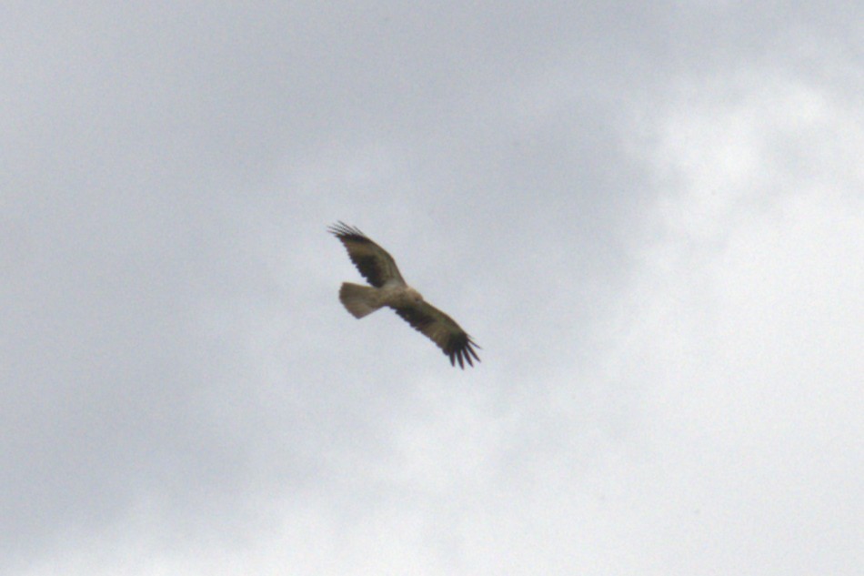 Whistling Kite - ML651845904