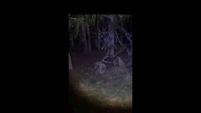 Langschwanz-Nachtschwalbe - ML651846163