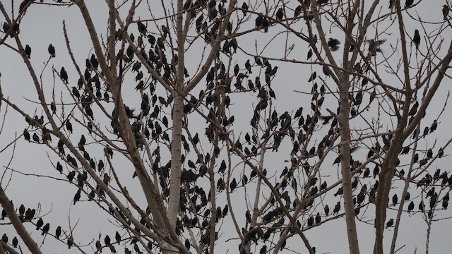 Storno - ML651846433