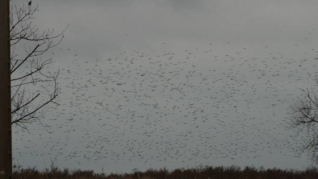 Storno - ML651846477