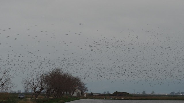 Storno - ML651846529