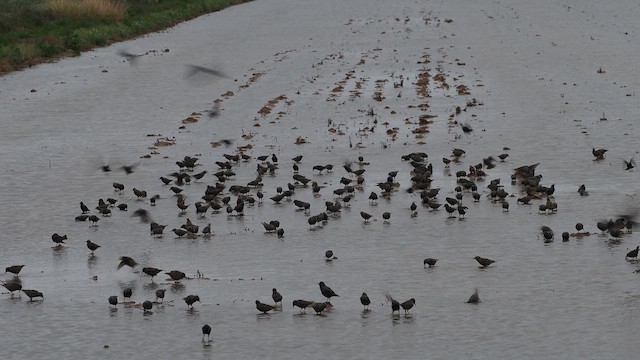 Storno - ML651846618