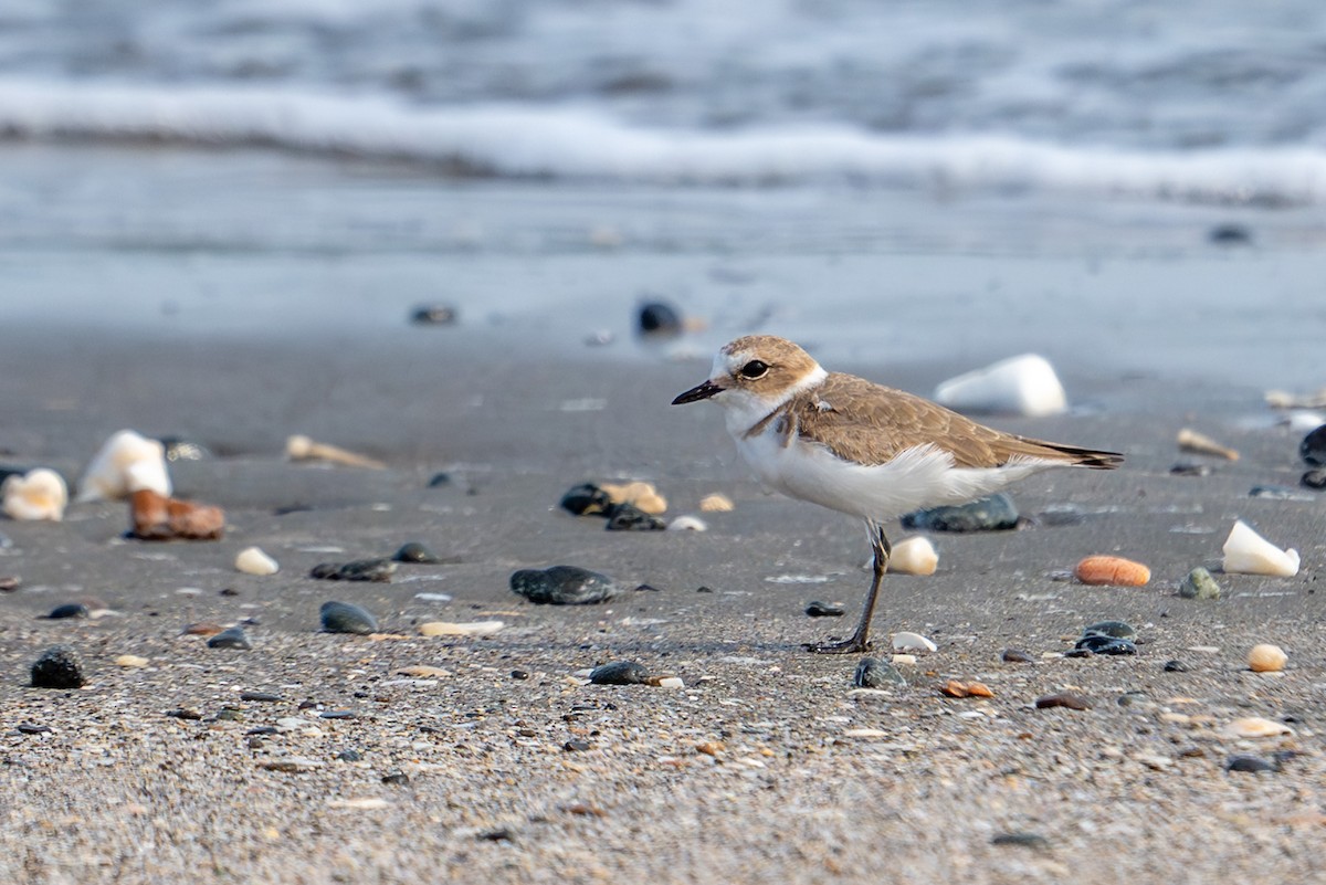 sand-plover sp. - ML651846722