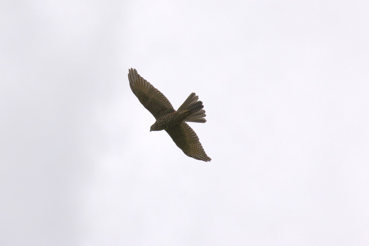 Brown Goshawk - ML651846856