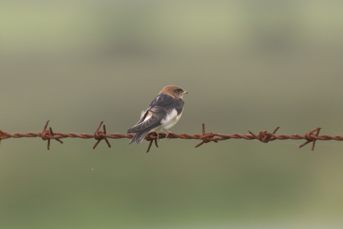 Fairy Martin - ML651846914