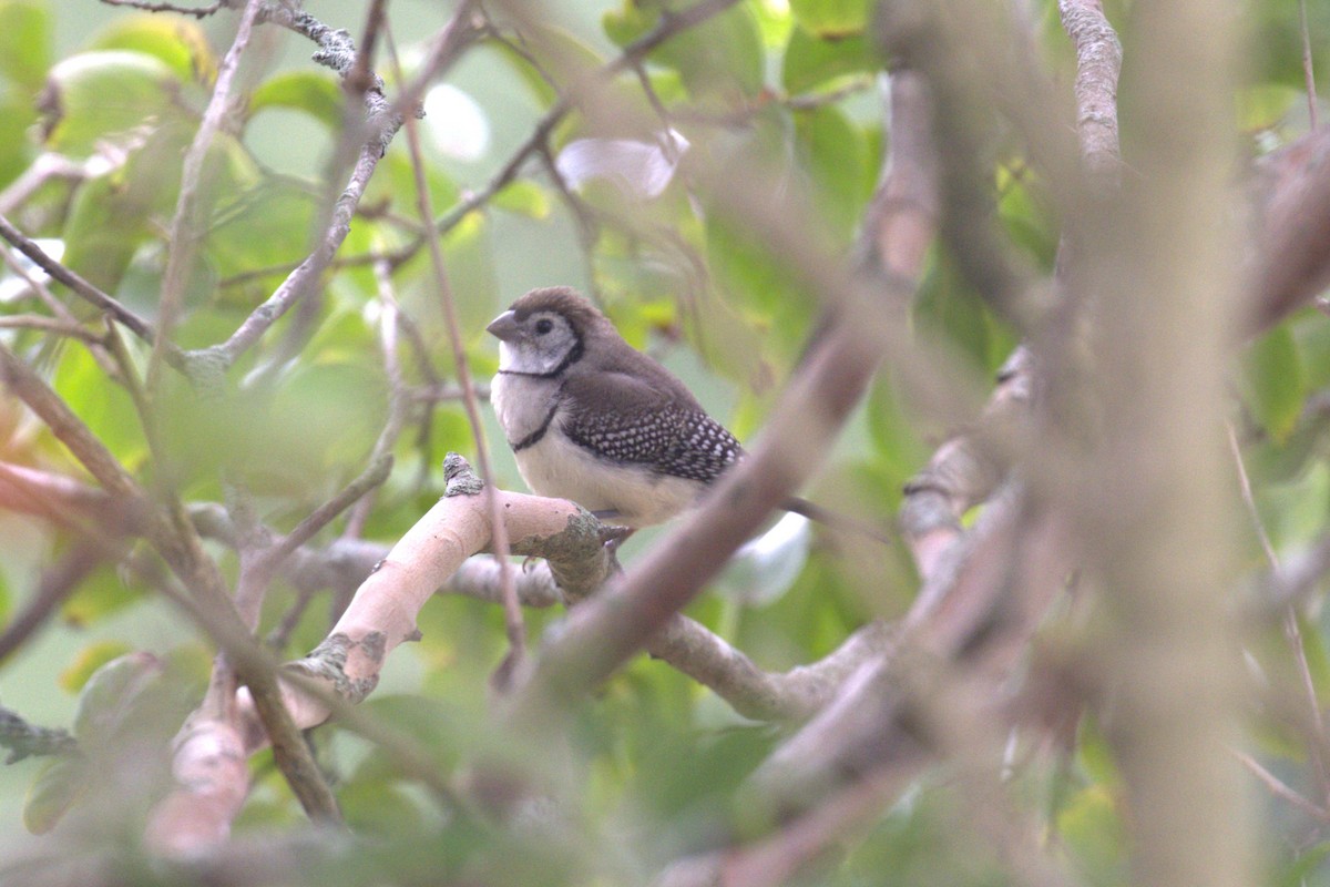 Double-barred Finch - ML651846916