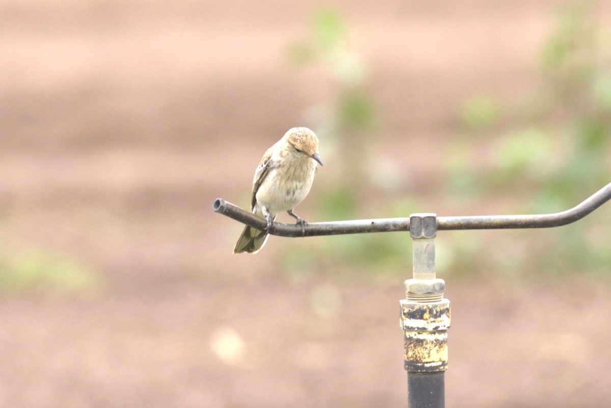 White-winged Triller - ML651847022