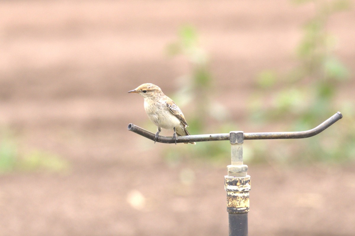 White-winged Triller - ML651847023