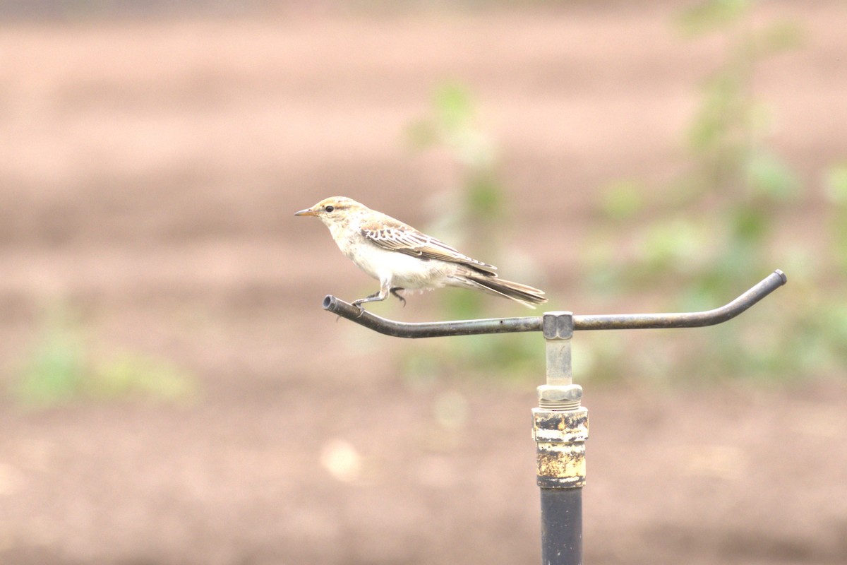 White-winged Triller - ML651847024