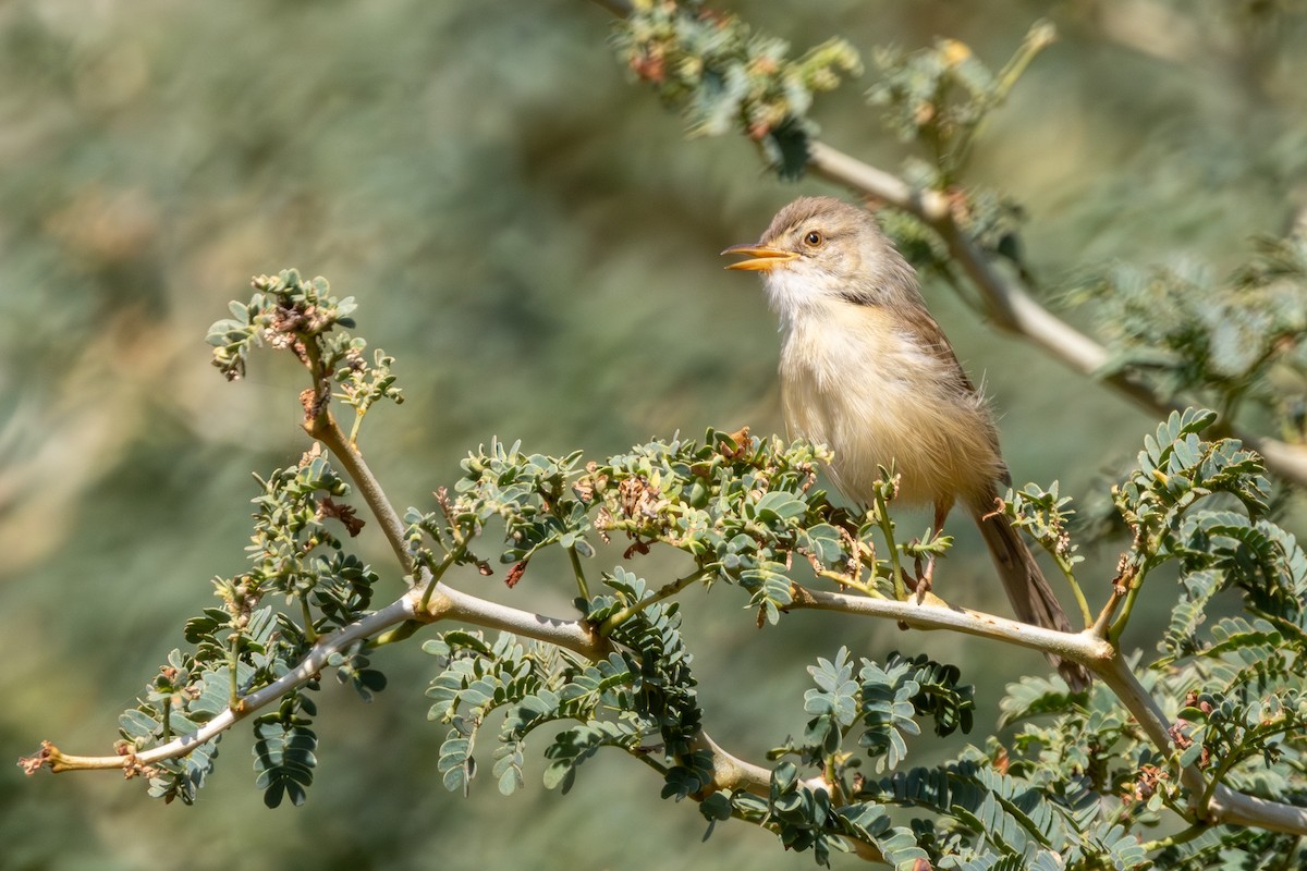 Tawny-flanked Prinia - ML651847293