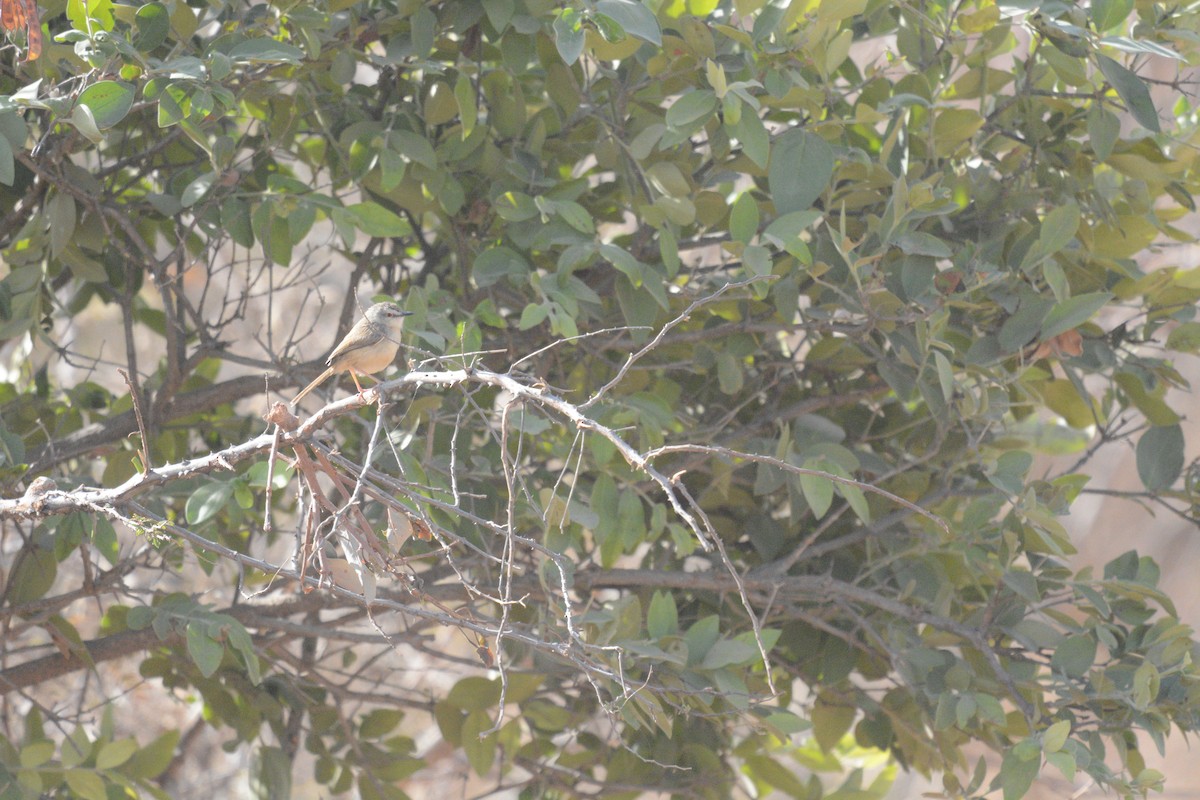 Tawny-flanked Prinia - ML651847404