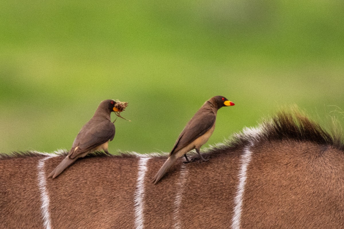 Ґедзеїд жовтодзьобий - ML651847788