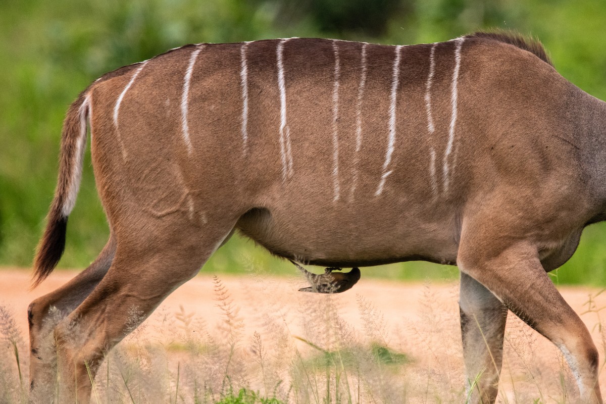 Ґедзеїд жовтодзьобий - ML651847789