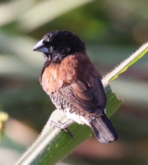 Black-and-white Mannikin - ML651848063
