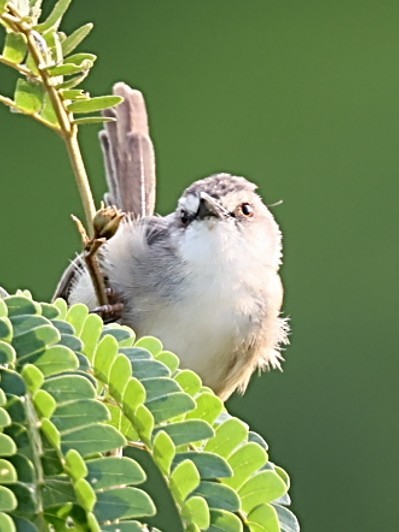 Tawny-flanked Prinia - ML651848319