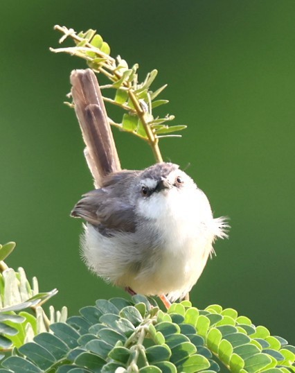 Tawny-flanked Prinia - ML651848356