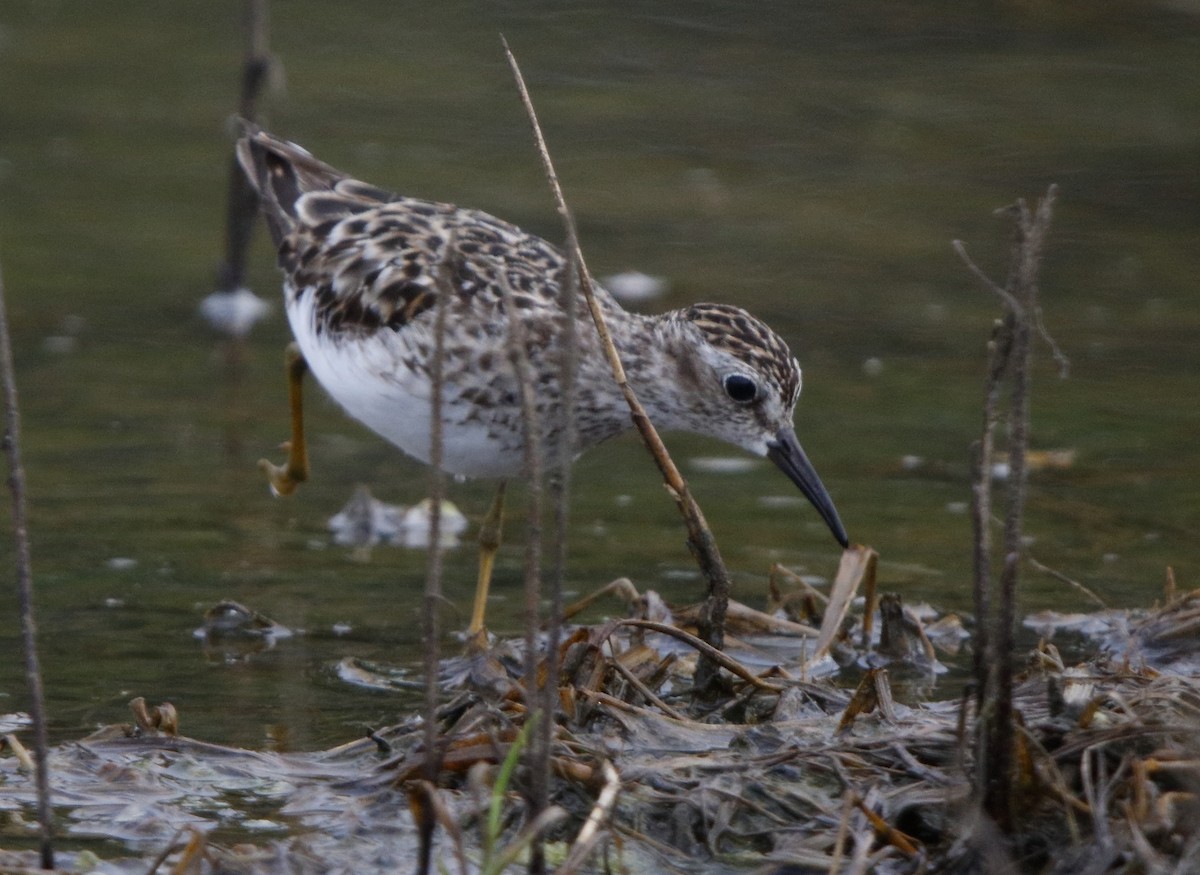 Least Sandpiper - ML65184871