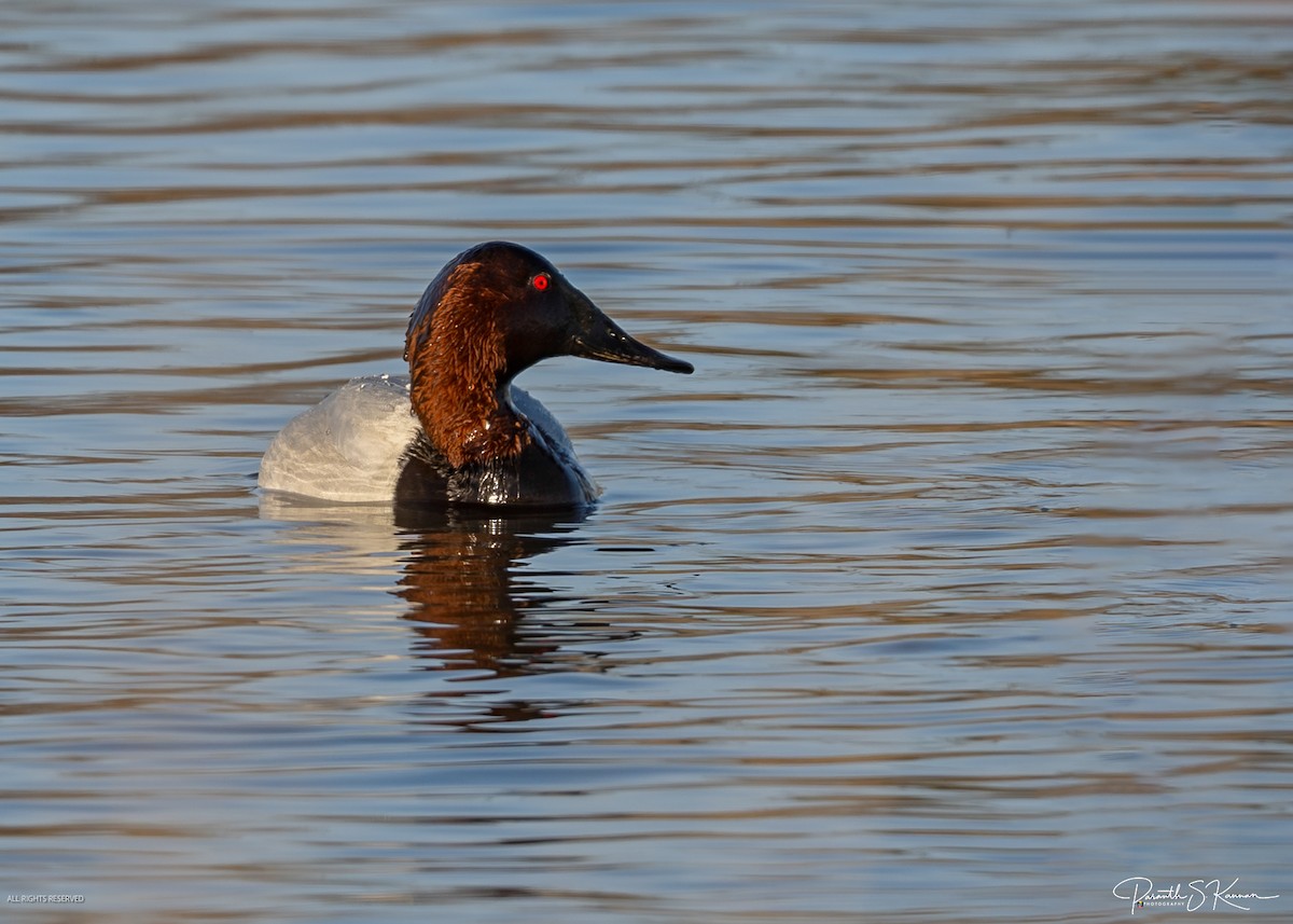 Canvasback - ML651848792