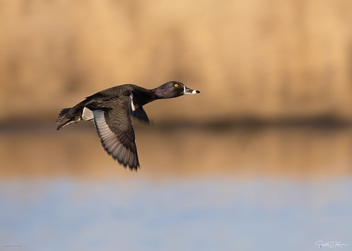 Ring-necked Duck - ML651848798