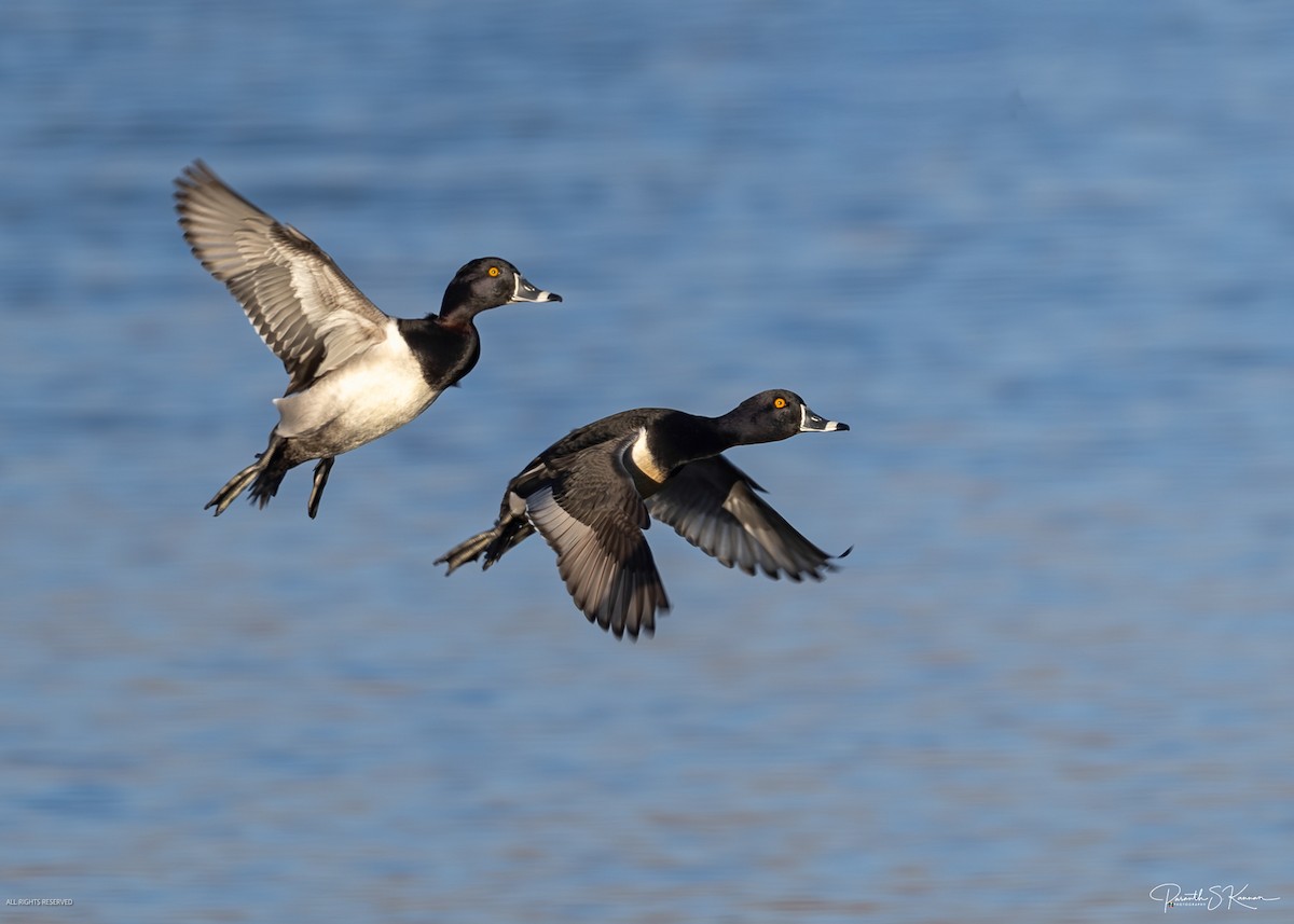 Ring-necked Duck - ML651848799