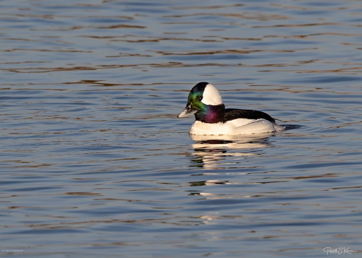 Bufflehead - ML651848801