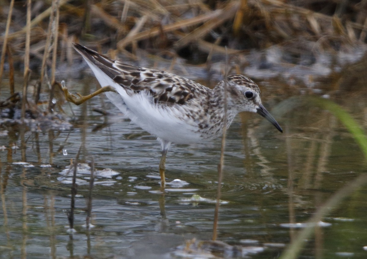 Least Sandpiper - ML65184881
