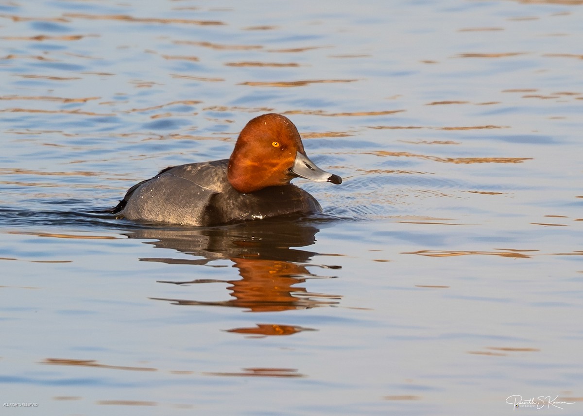 Redhead - ML651848870