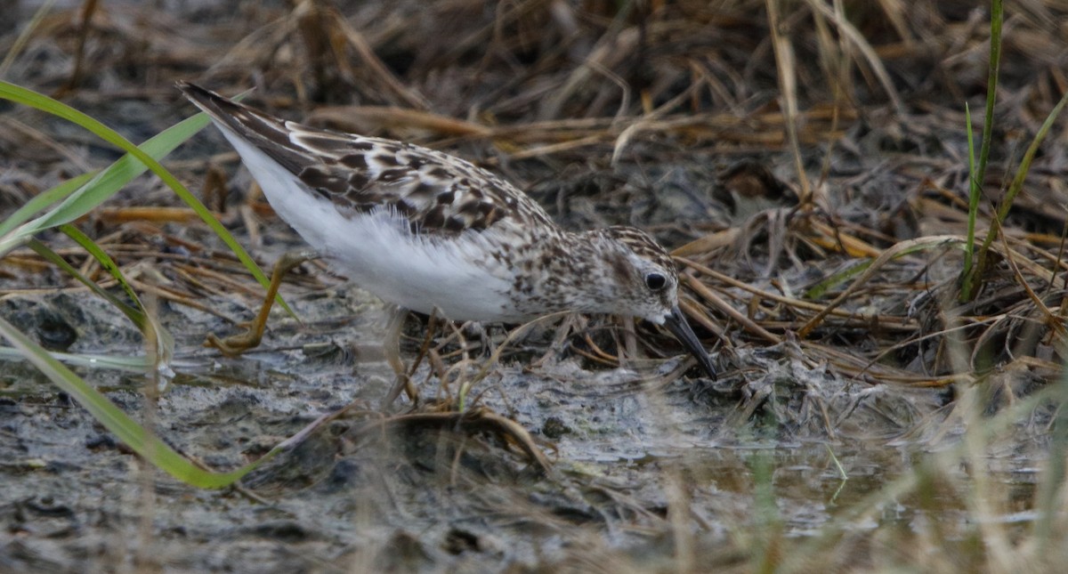 Least Sandpiper - ML65184891