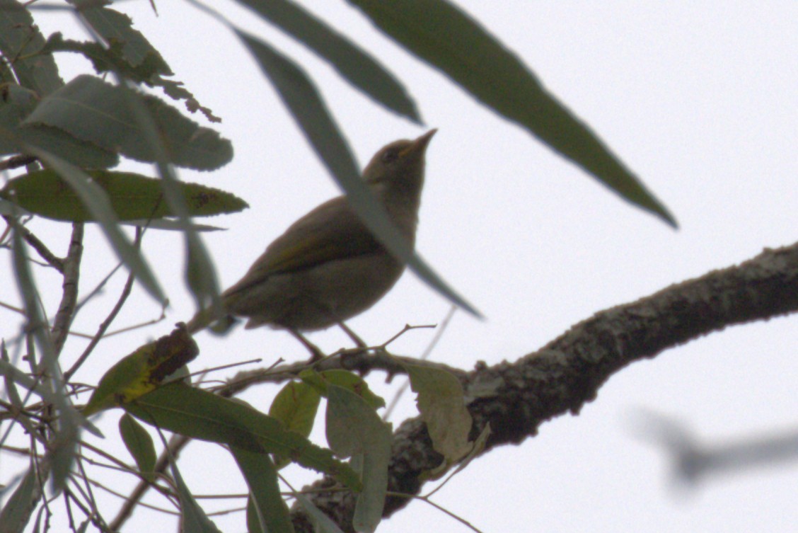 Fuscous Honeyeater - ML651848971