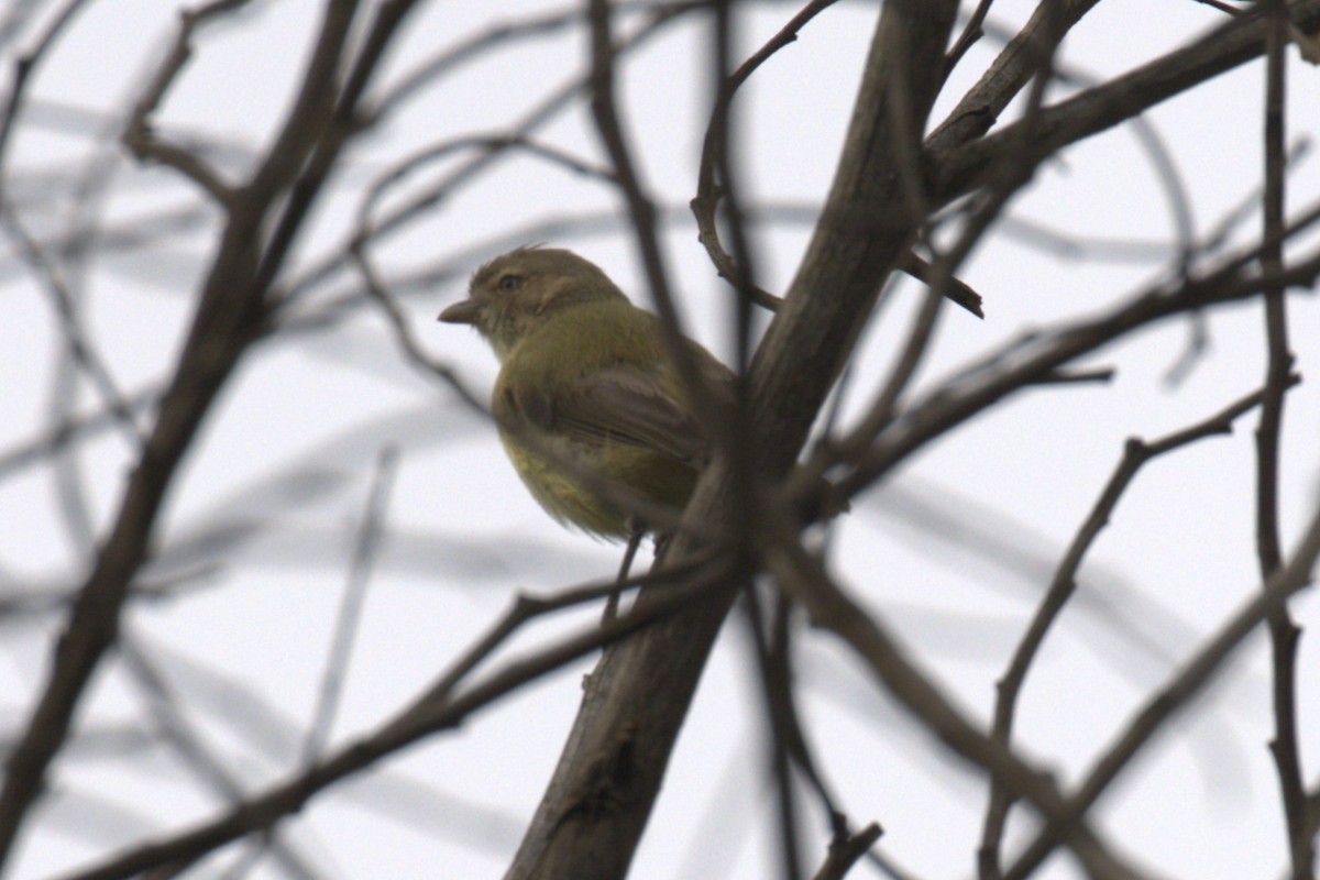 Weebill - ML651849184