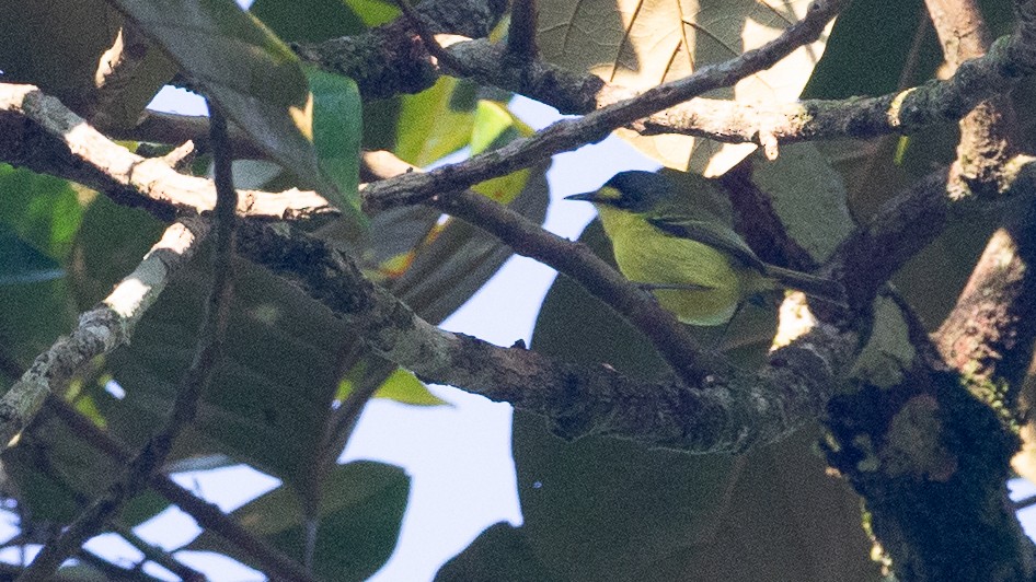 Gray-headed Tody-Flycatcher - ML651849231