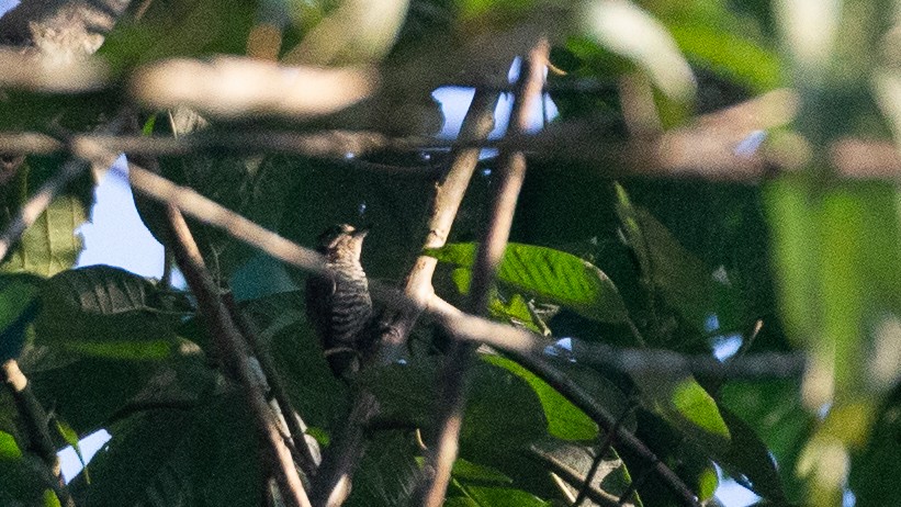 White-barred Piculet - ML651849233