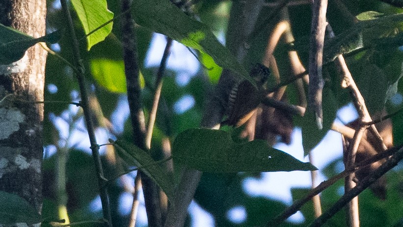 White-barred Piculet - ML651849234