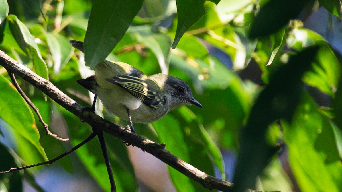 Gray-headed Elaenia - ML651849268