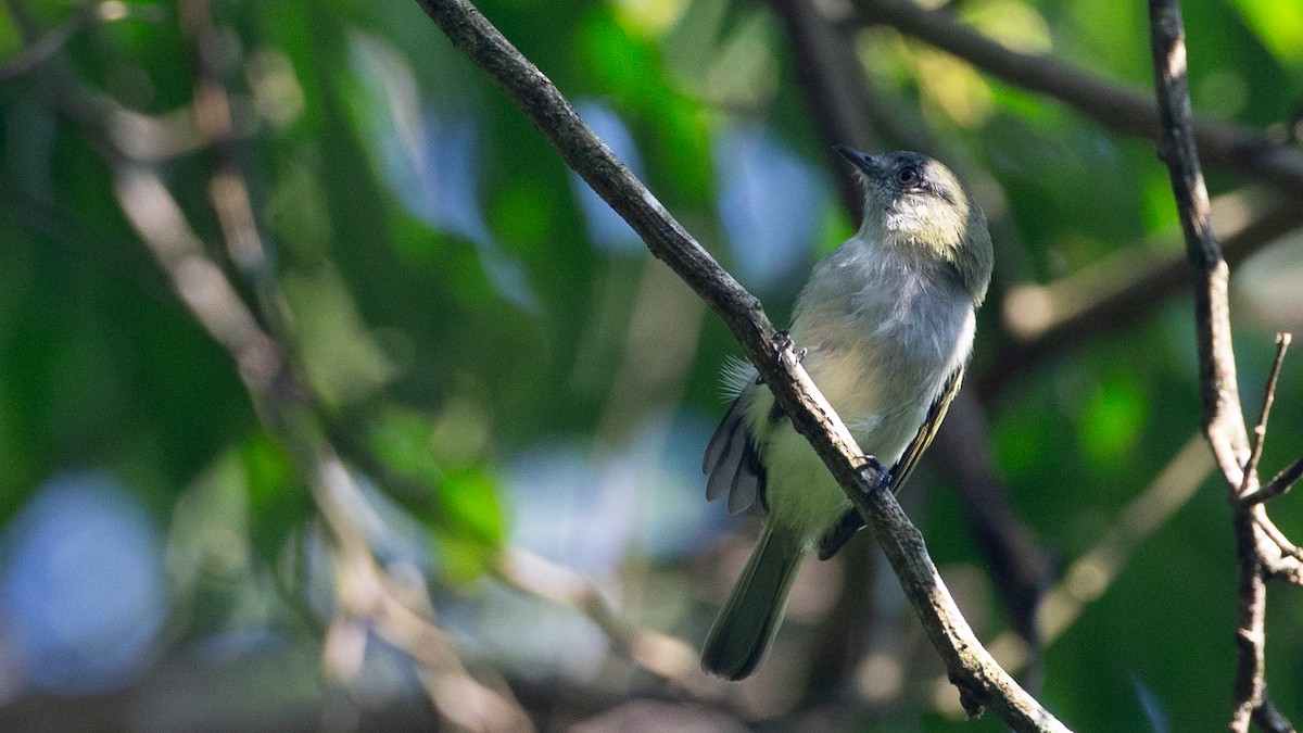 Gray-headed Elaenia - ML651849269