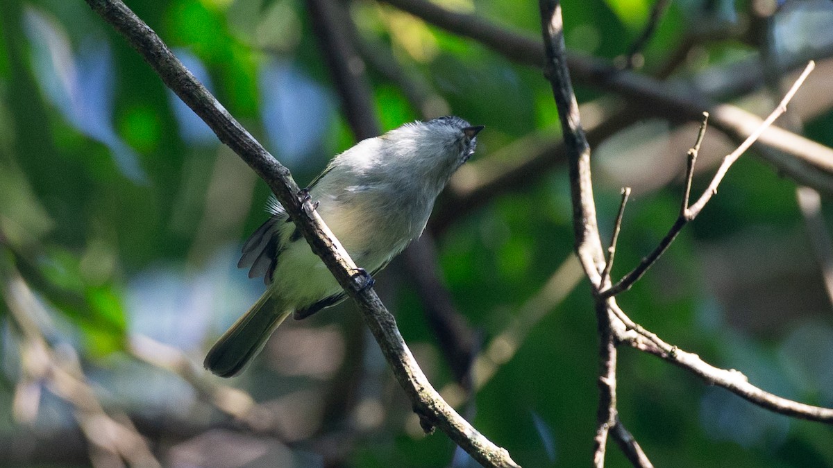 Gray-headed Elaenia - ML651849270