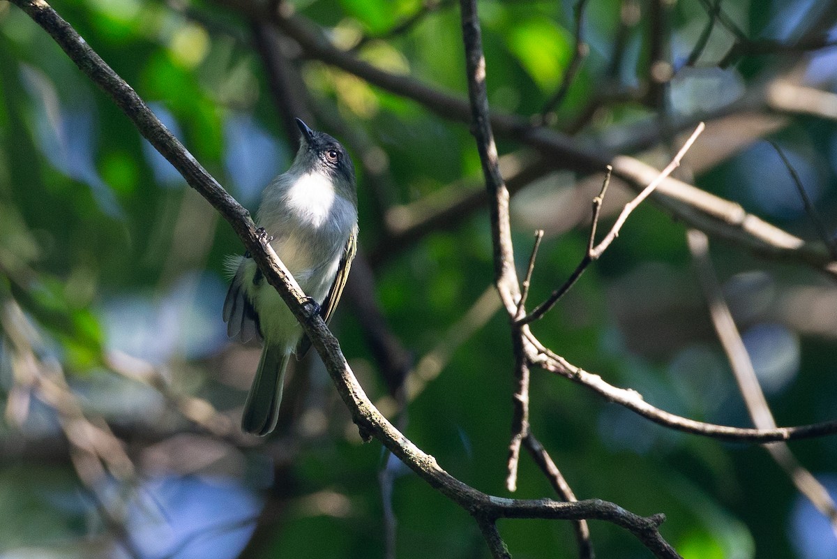 Gray-headed Elaenia - ML651849271