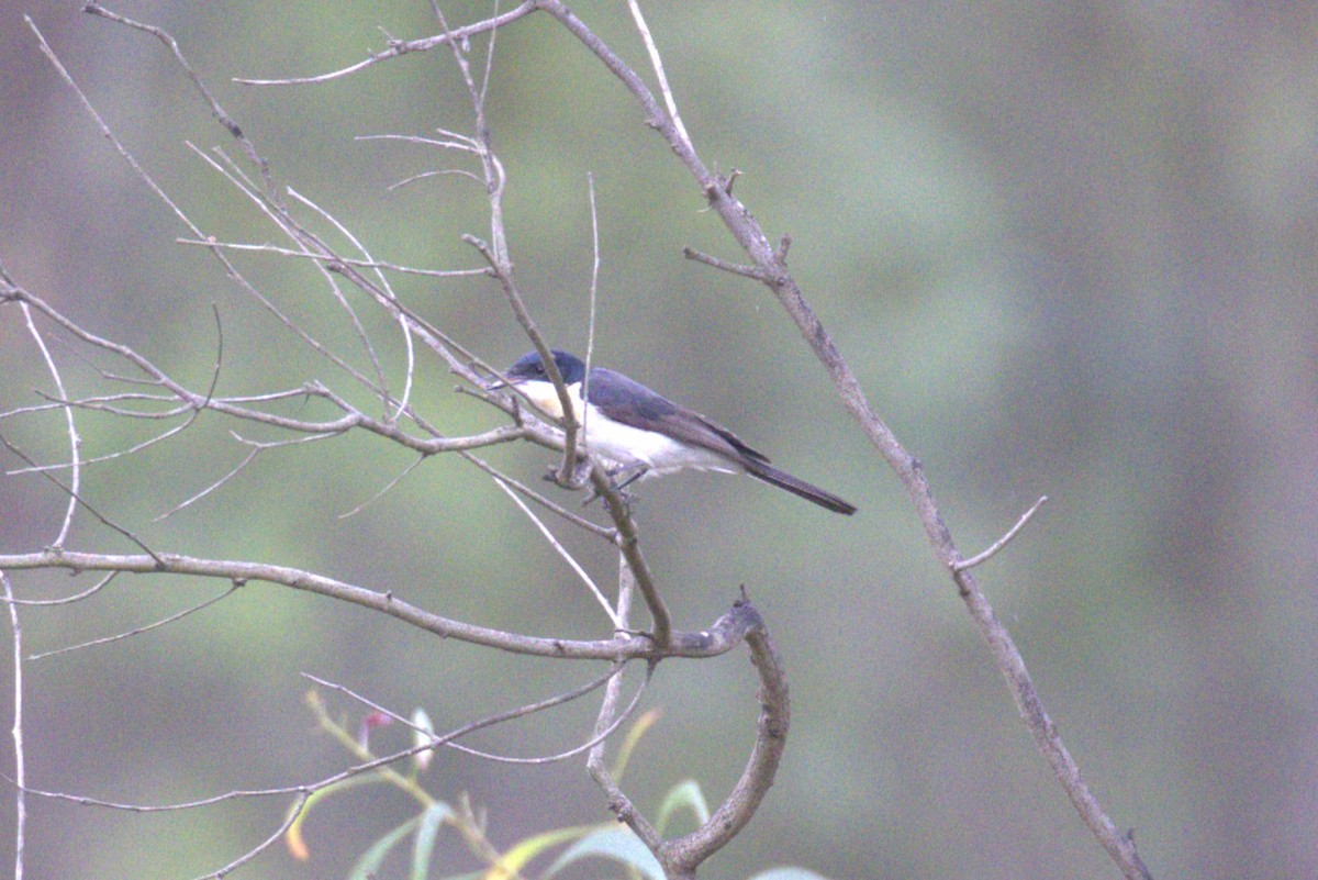 Restless Flycatcher - ML651849590