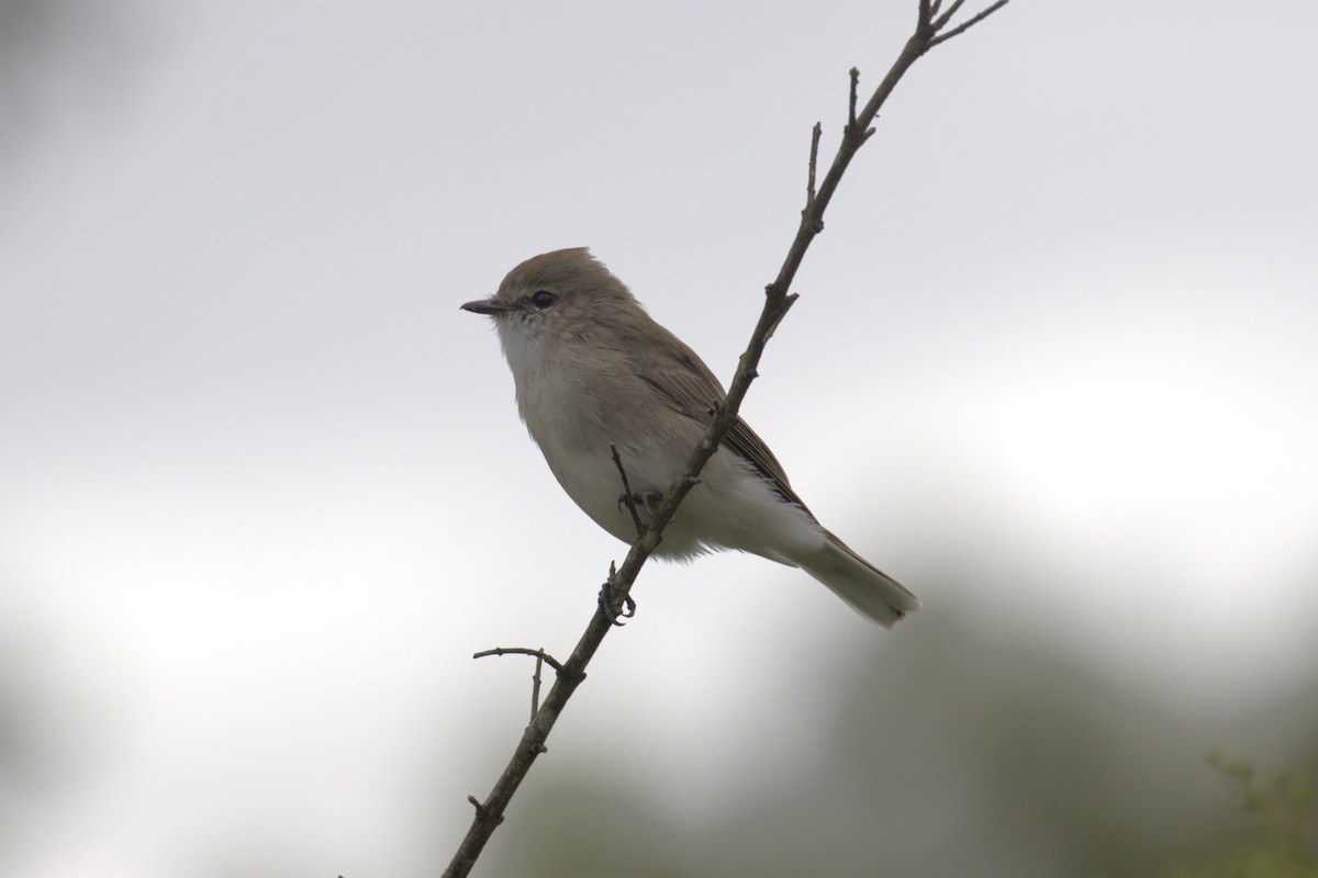 Jacky-winter - ML651849593