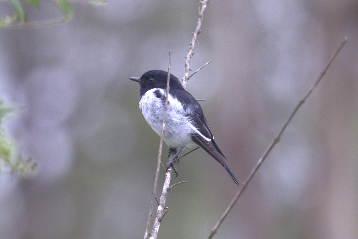 Hooded Robin - ML651849608