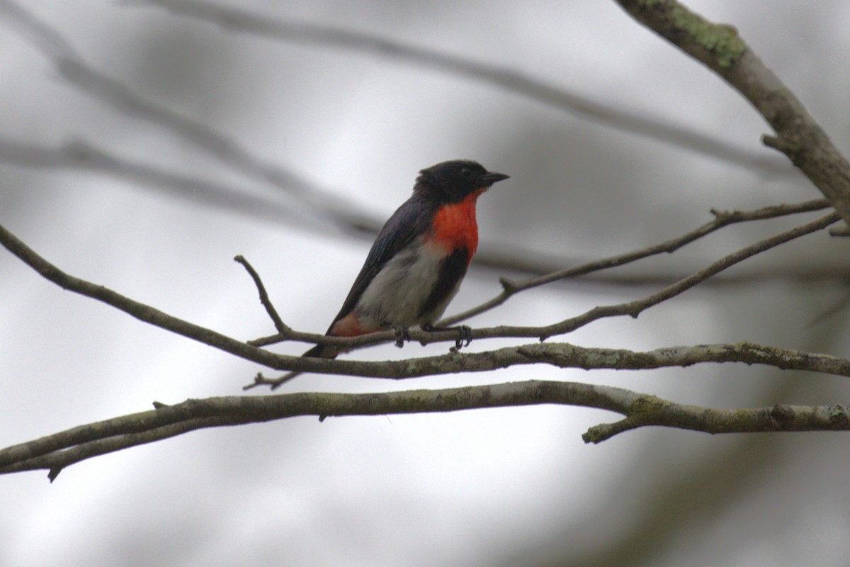 Mistletoebird - ML651850176